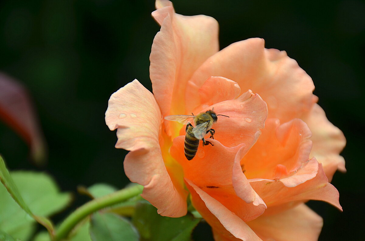Пчелка на цветке. - Оля Богданович