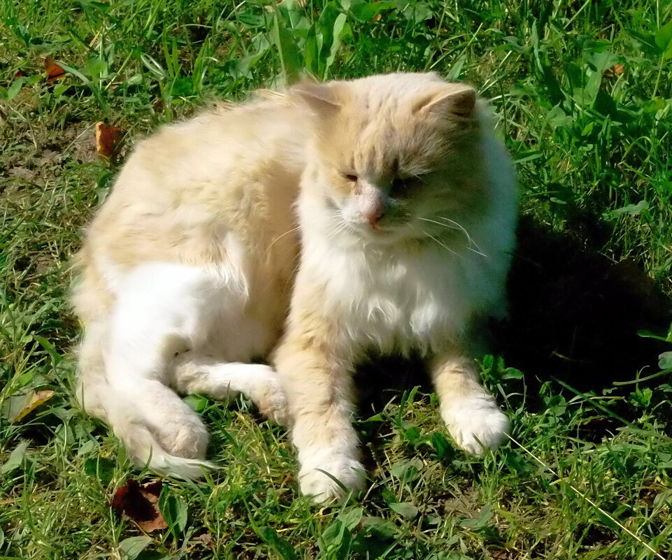 Старый-старый кот на солнышке - Елена 