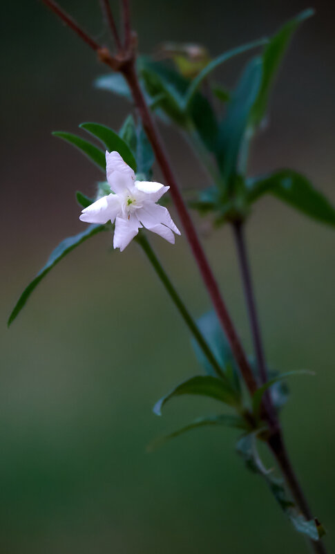 Белый цветок - Artur Pauris