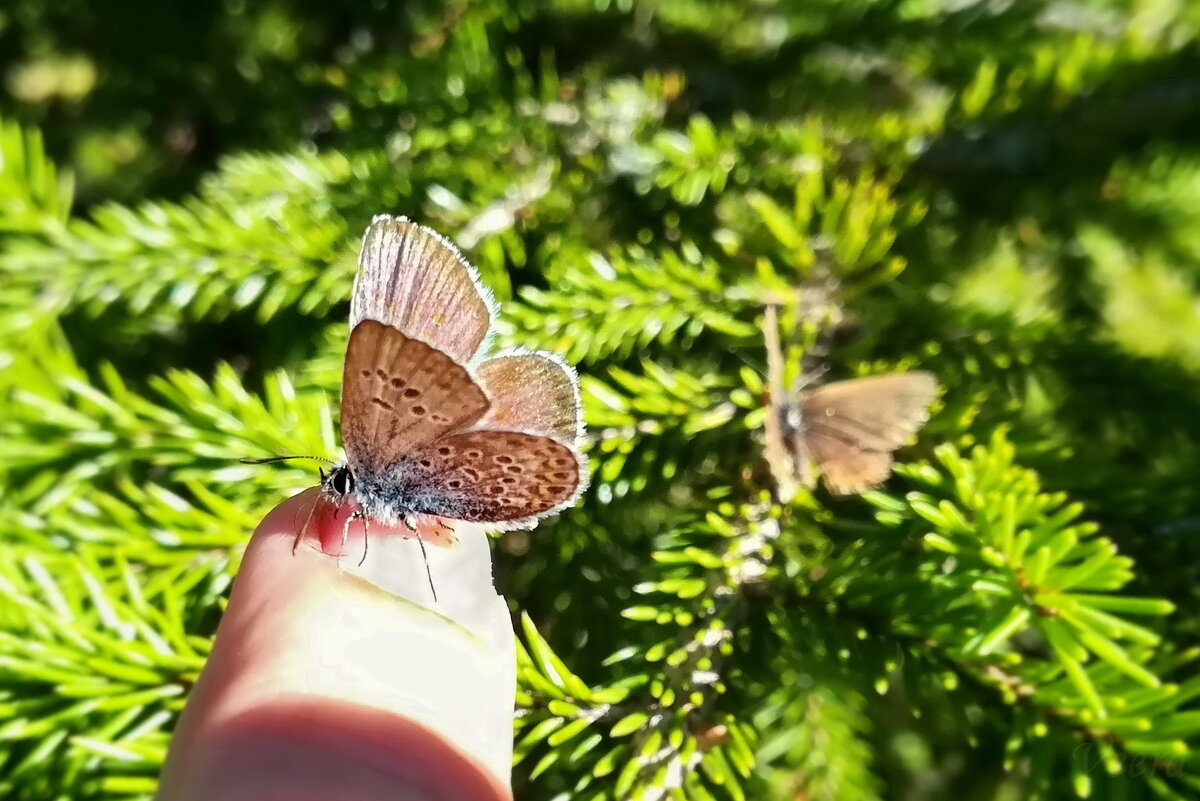 Бабочка голубянка - veera v