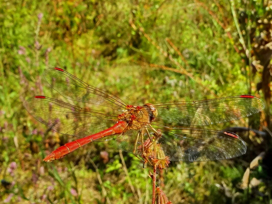 Sympetrum vulgatum - Симпетрум обыкновенный.  Самец. - ivan 