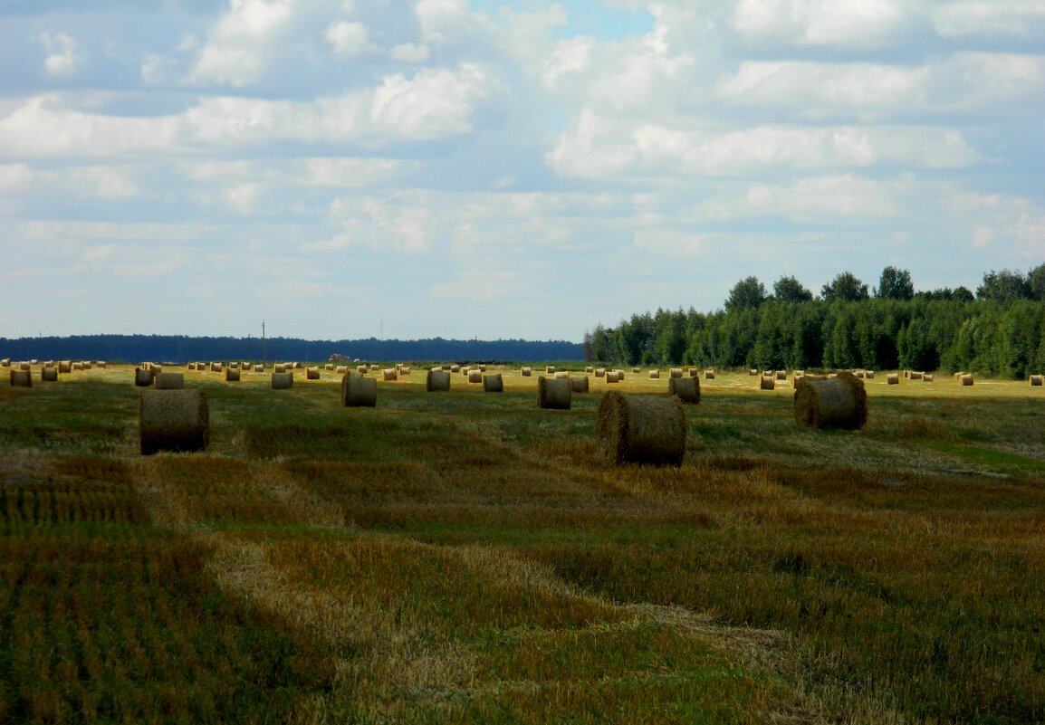 АВГУСТ. НИВЫ  СЖАТЫ... - Галина 