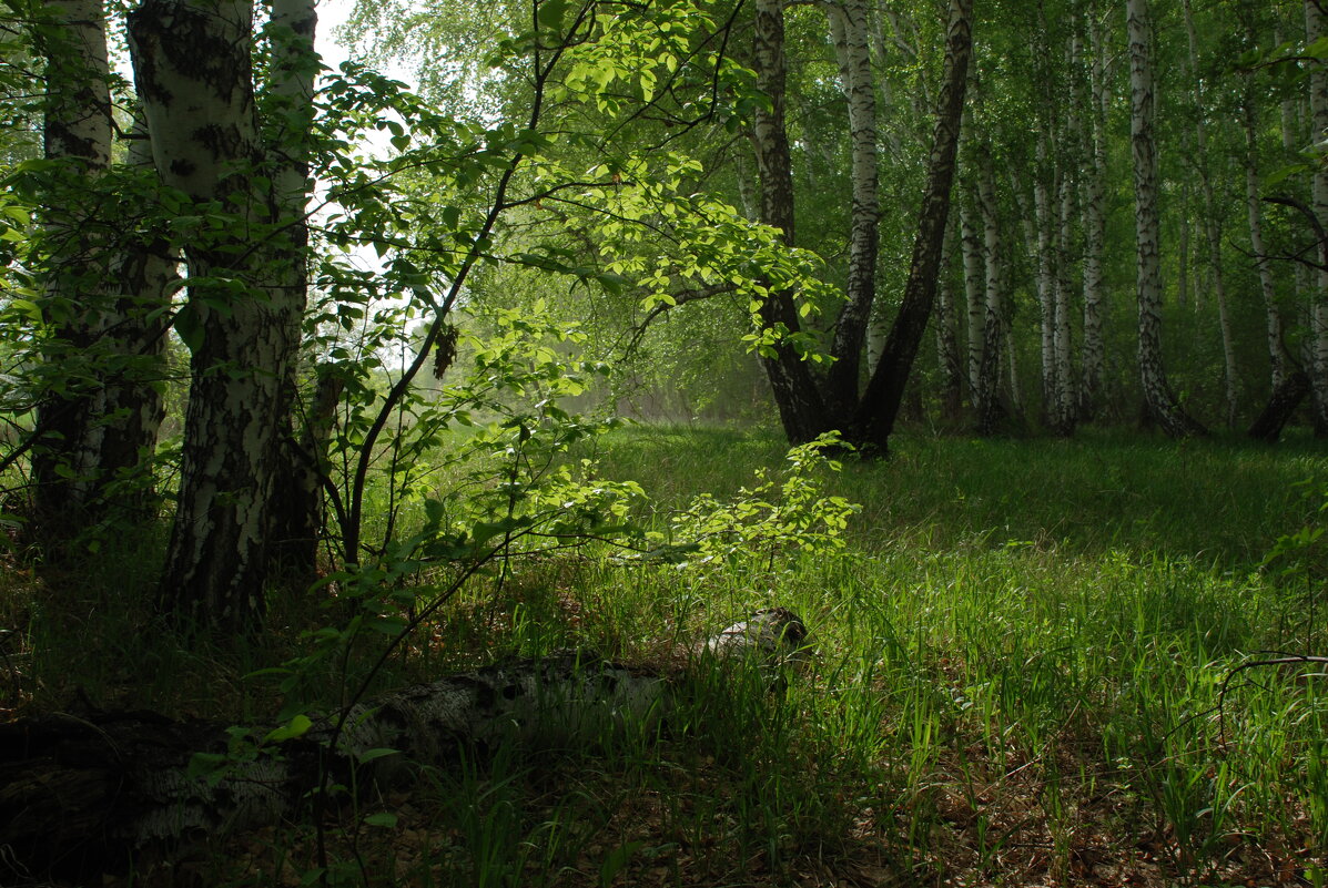 Весенний лес. - Алексей 