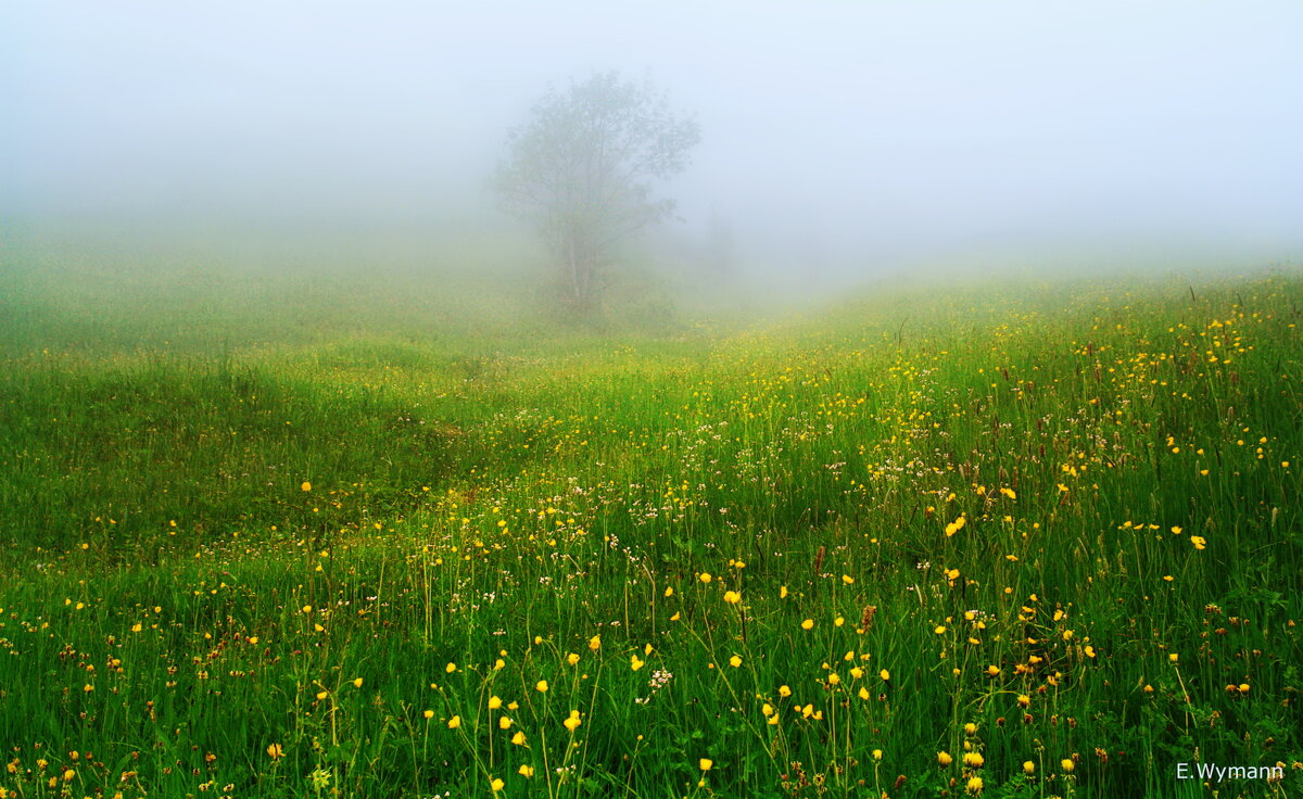 весенний туман - Elena Wymann