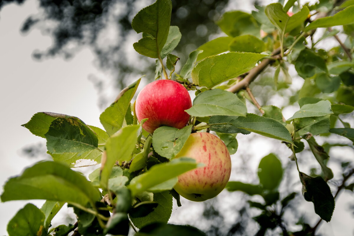 Расцветали яблоки - Serega  