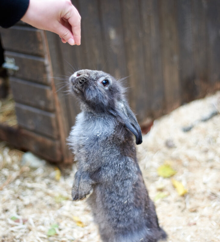 Кролик - Праворукий Пингвин