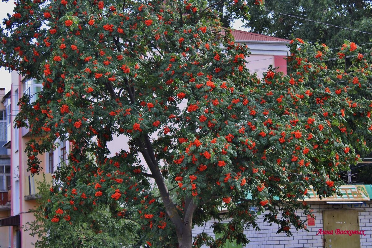 Рябина в городе моём. - Восковых Анна Васильевна 