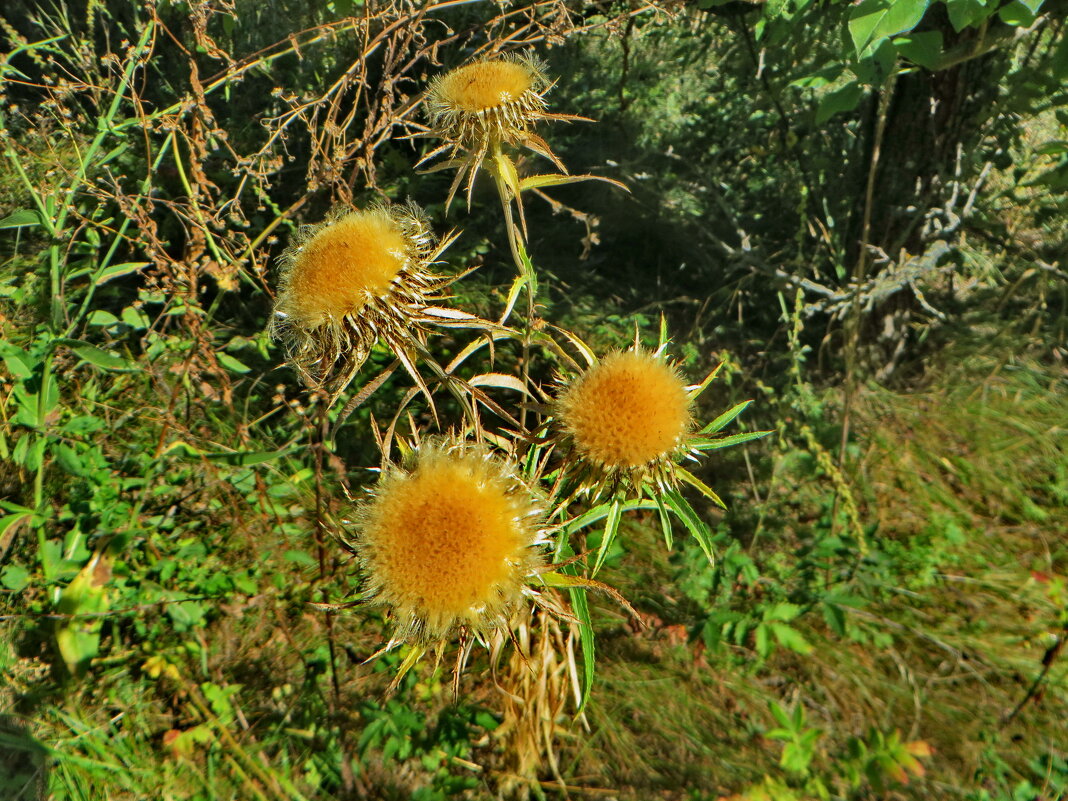 Carlina vulgaris L. (семейство Asteraceae)Колючник обыкновенный - ivan 