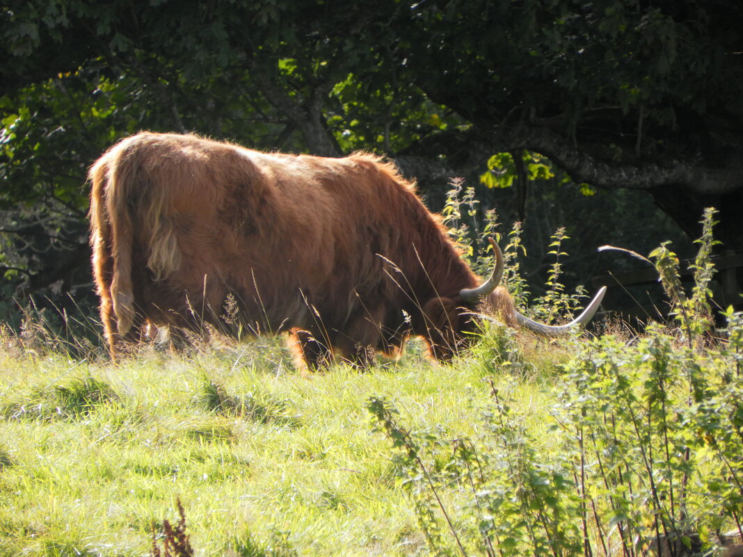 Шотландская высокогорная корова (Hairy Coo) - Галина 