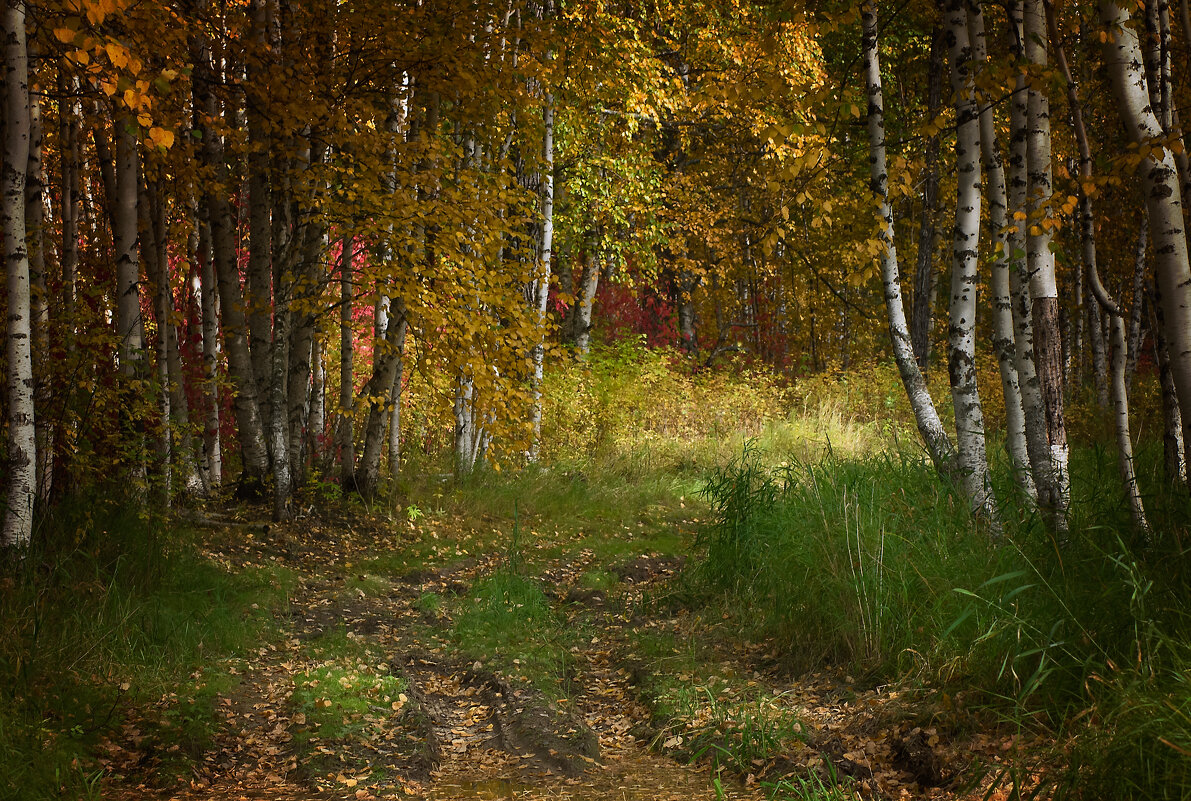 Осень в лесу - Оксана Галлямова