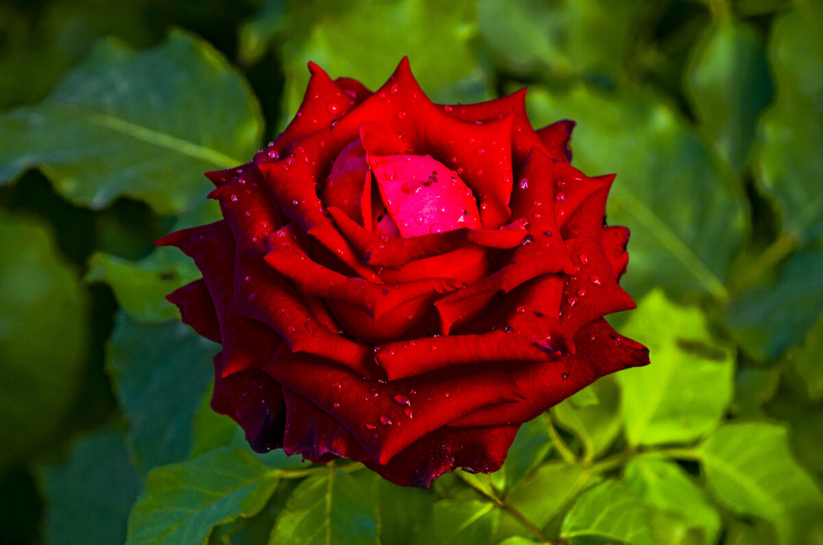 Осенняя роза после дождя - Oleg4618 Шутченко