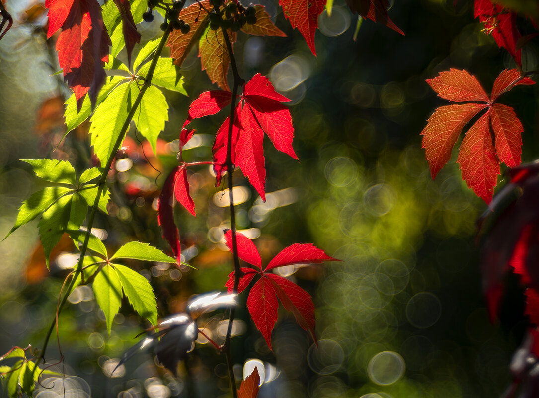 autumn leaves - Zinovi Seniak