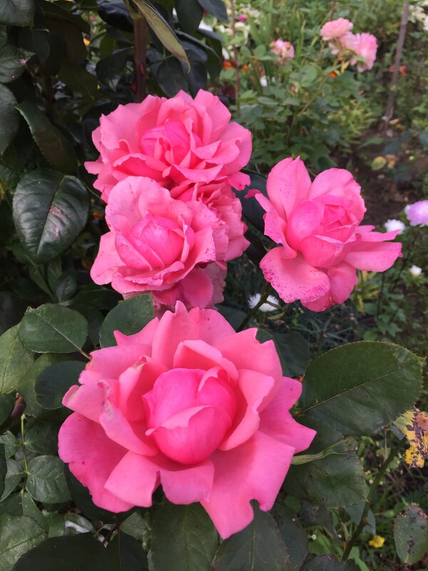 Розовые розы - minchanka 