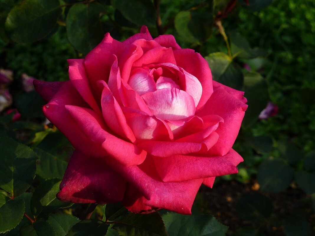 Красная роза — царица цветов. - Лидия Бусурина