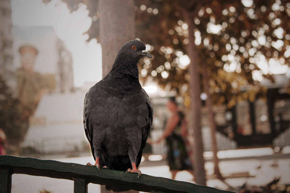 Pigeon - Anna Rimira