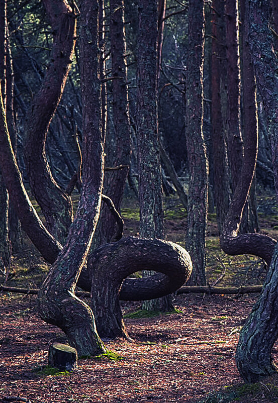 Странный лес - Владимир Хатмулин