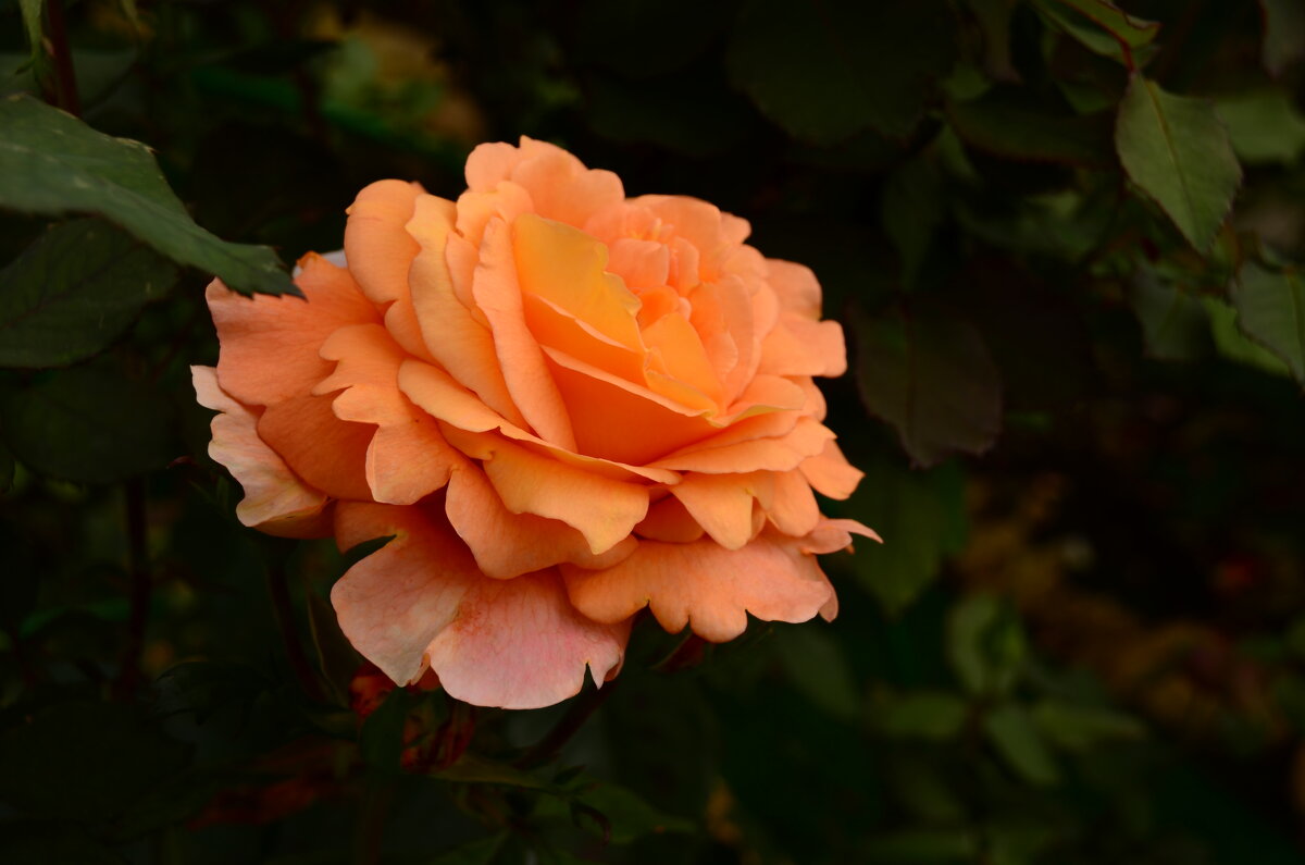 роза в моём саду - Лариса Терехова 