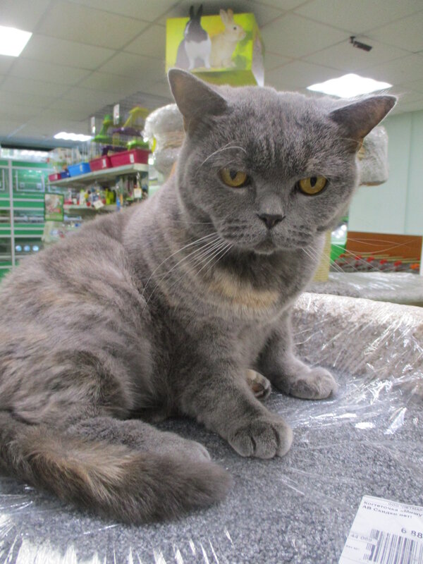 Кошка Бася,живёт в магазине 3 года. - Зинаида 