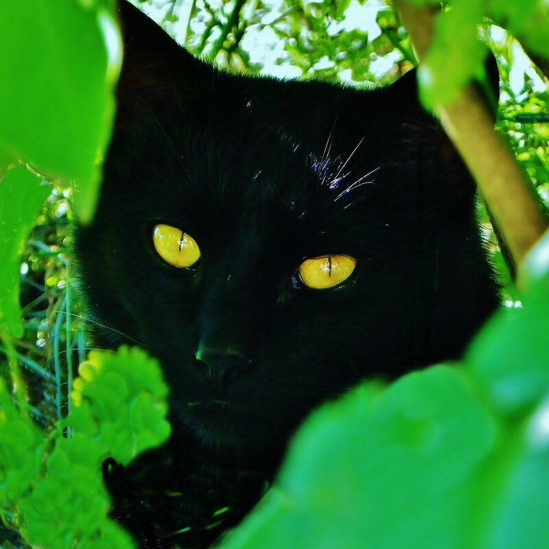 Черная кошка с янтарными глазами - Святец Вячеслав 