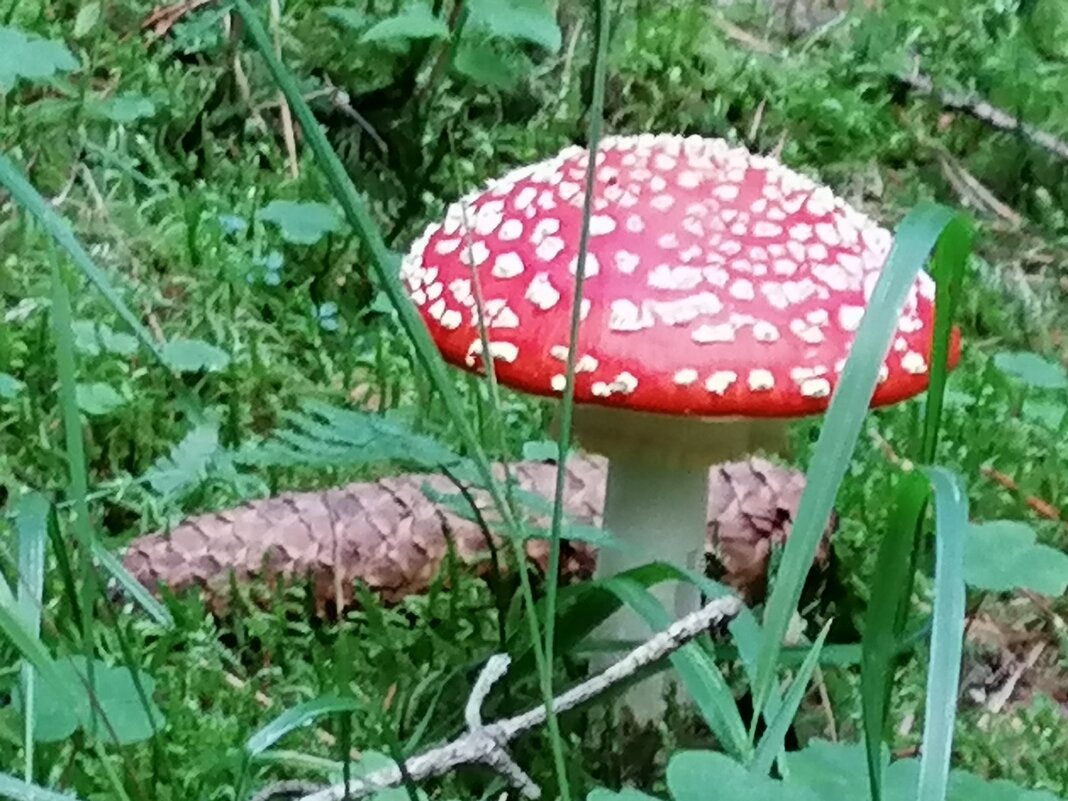 грибочки в нашем лесу - Johann Lorenz