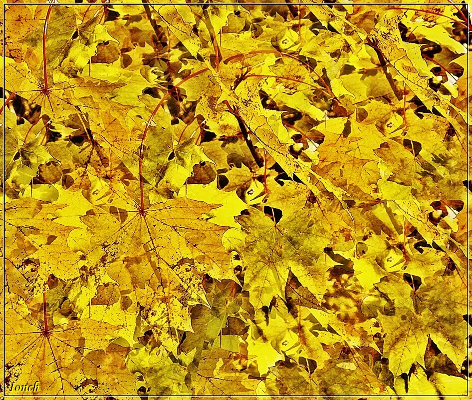 Листья жёлтые над городом кружатся. - muh5257 