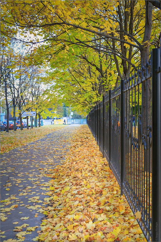 На ковре из жёлтых листьев... - Сергей Кичигин