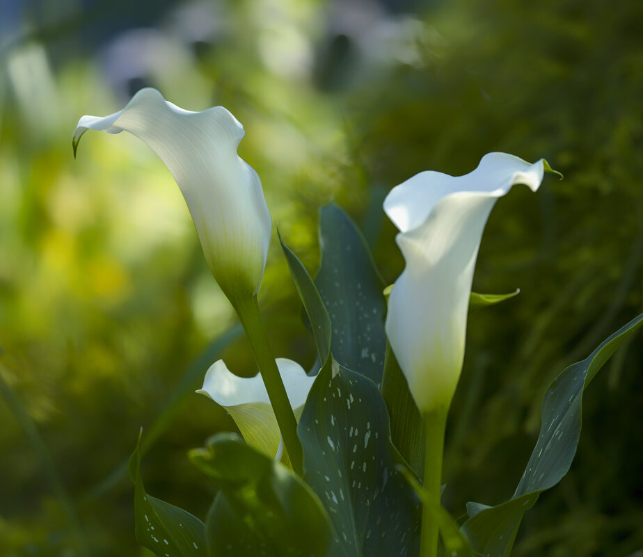 calla lilies - Zinovi Seniak