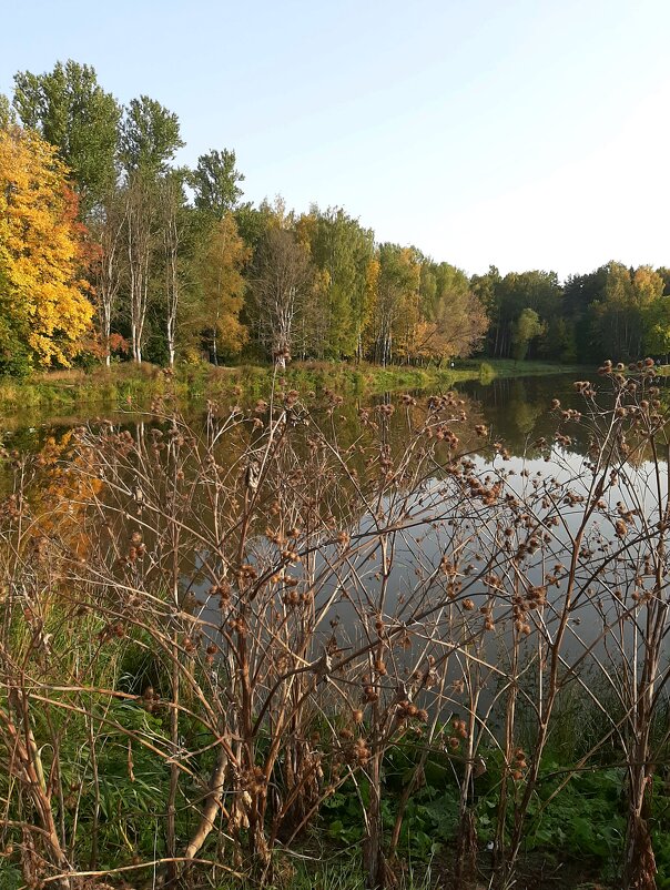 Золотая осень в лесопарке - Елена Павлова (Смолова)