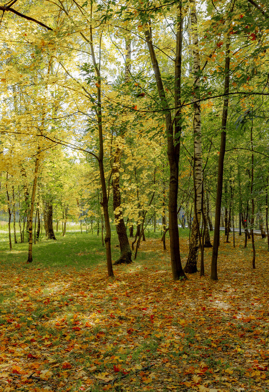 Золотая осень - Евгений Бубнов