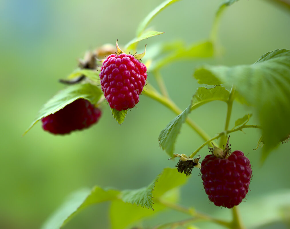 raspberries - Zinovi Seniak