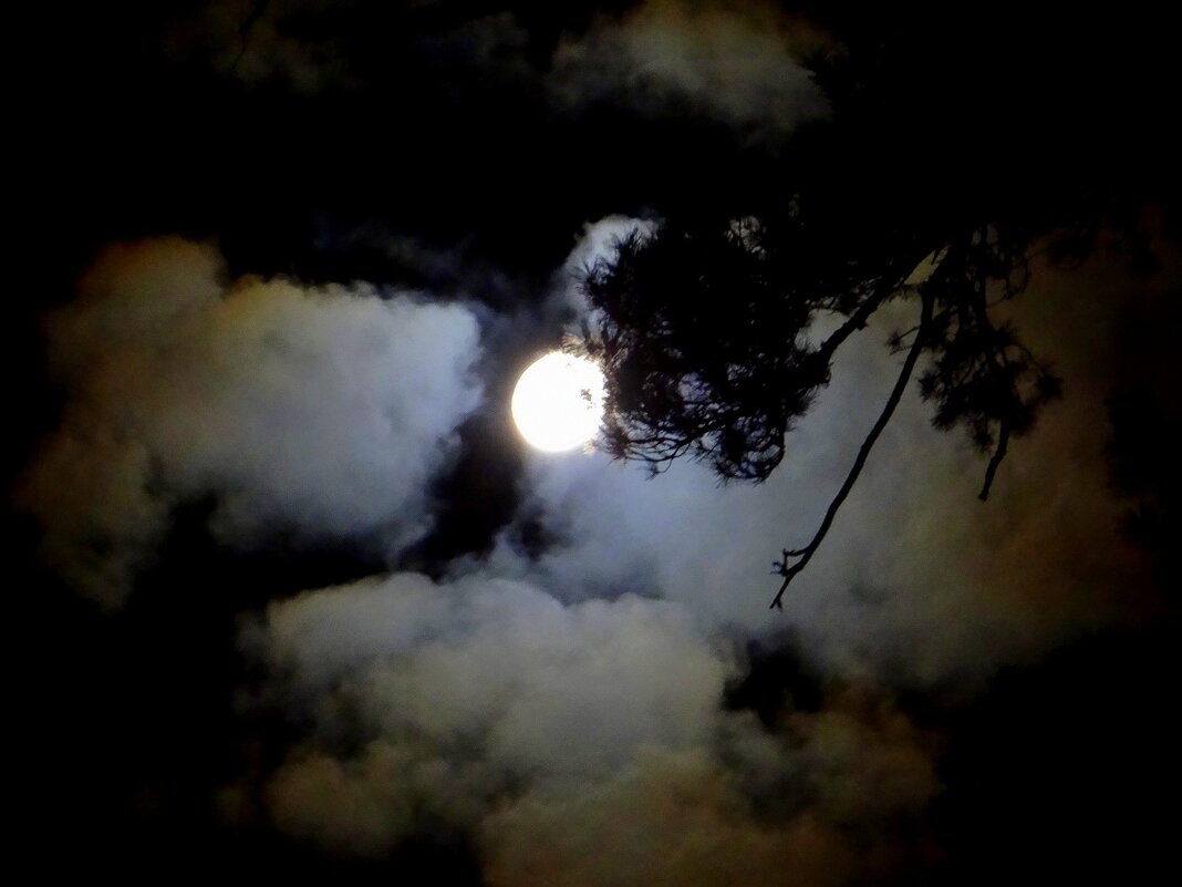 Лунная ночь - Зося Каминская