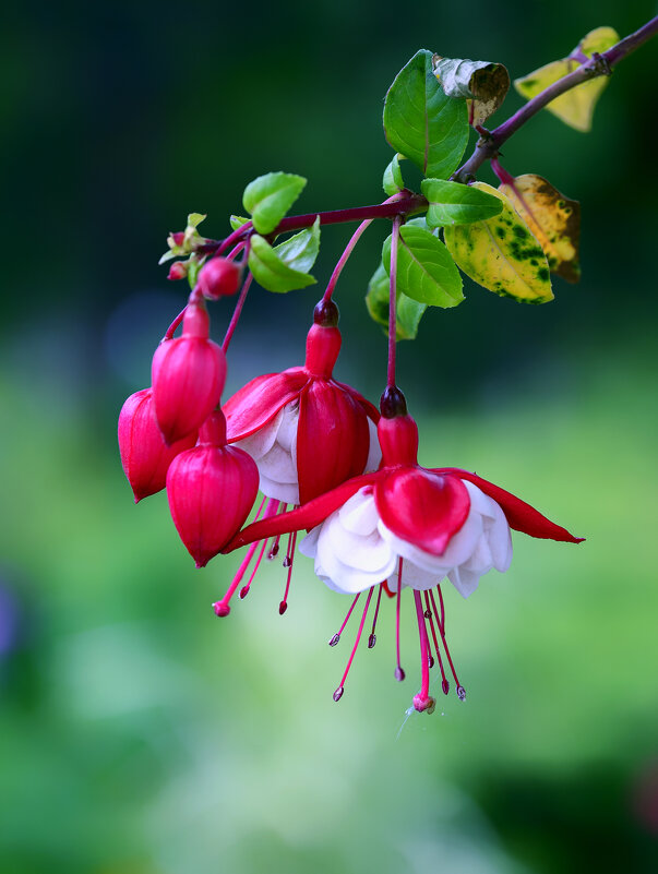 fuchsia - Zinovi Seniak