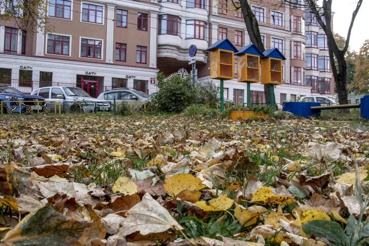 Осень и Уличная библиотека - Андрей Андросов