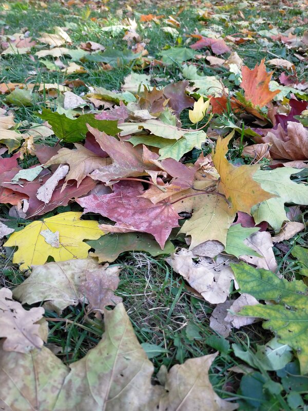 Опавшие листья - Yulia Raspopova