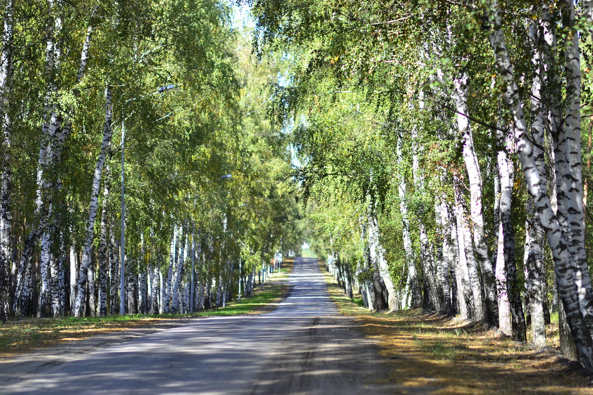 берёзовая красота,самьянг 85 мм - Александр Леонов