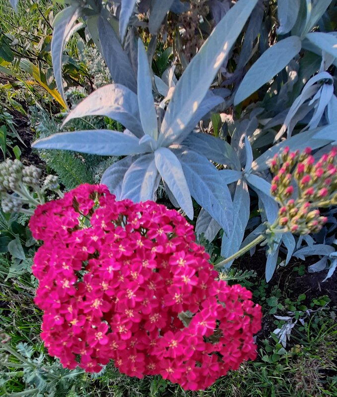 Тысячелистник обыкновенный с красными цветками - Елена Павлова (Смолова)