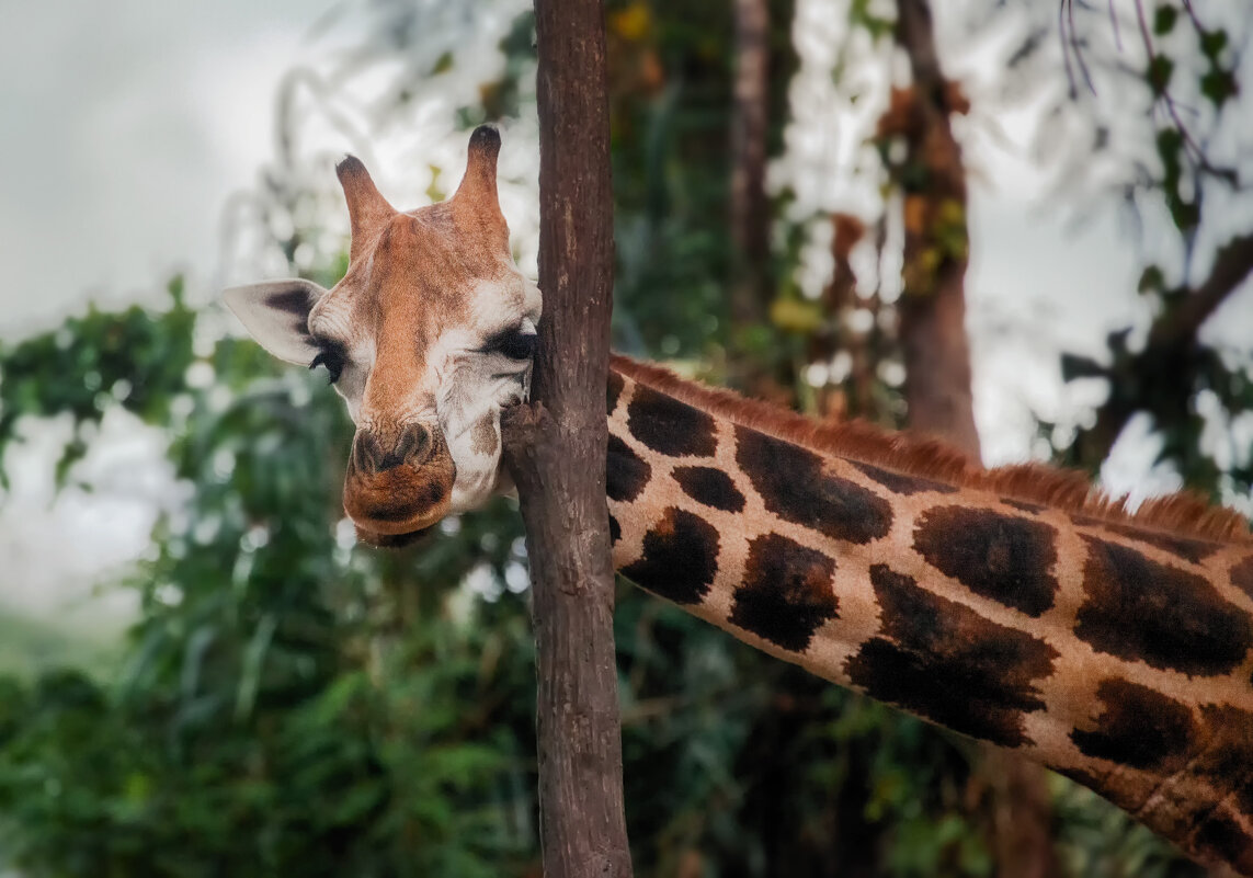 А у жирафа шея длинная... Танзания! - Александр Вивчарик