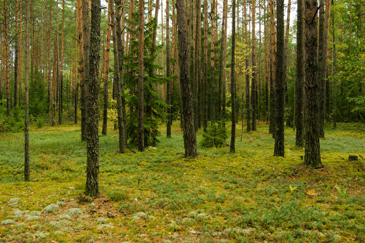 Леса в Могилевской области - Игорь Сикорский