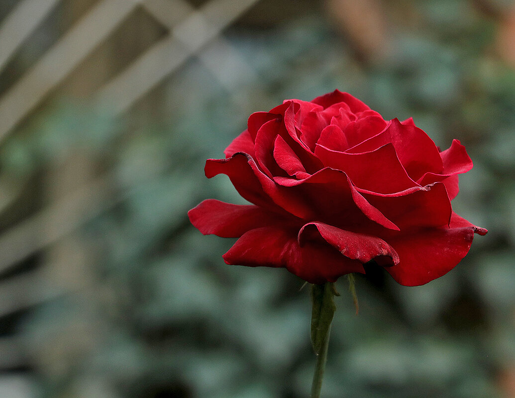 Октябрьская роза - Светлана 