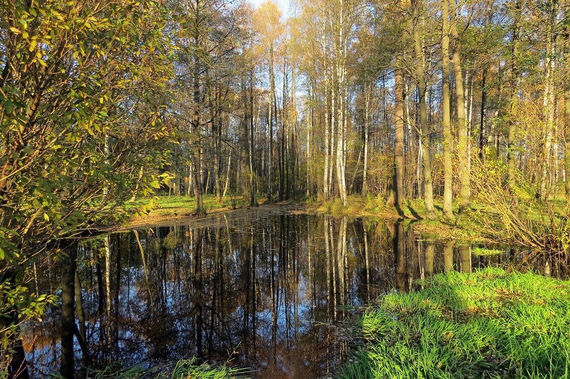 Парк осенью - Вера Щукина