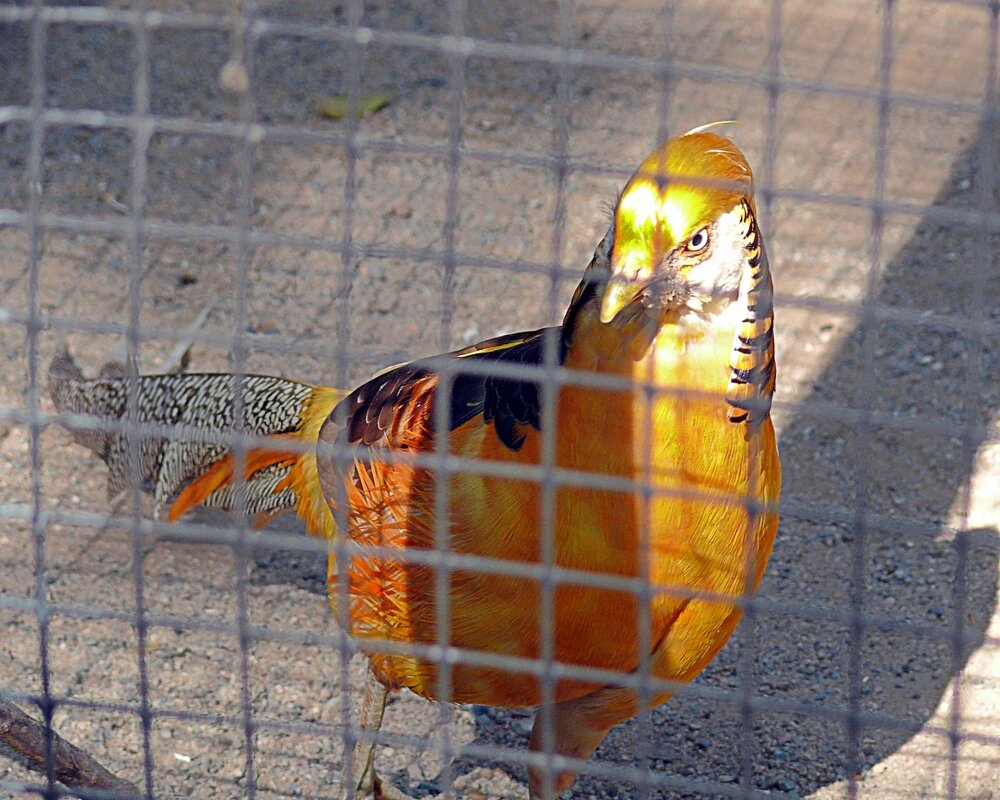 Золотистый фазан - Асылбек Айманов