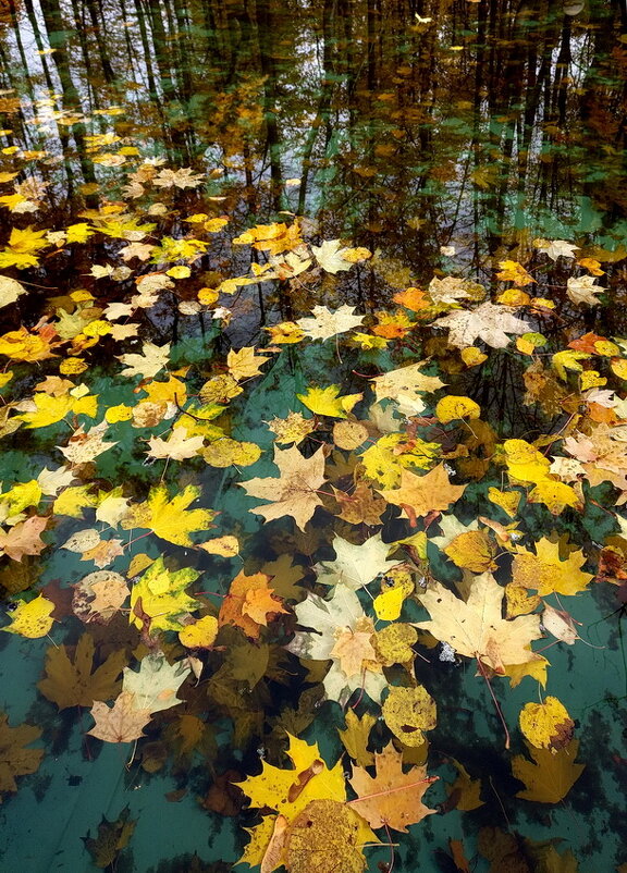 Живописная мозаика осенней листвы - Николай Белавин
