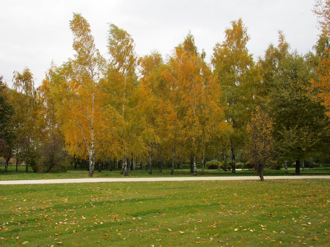Осень в парке - Ольга Довженко