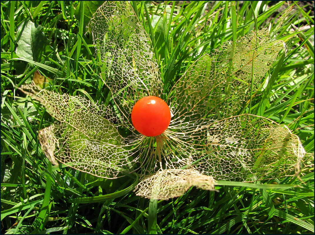 Осенний фонарик - Людмила Смородинская