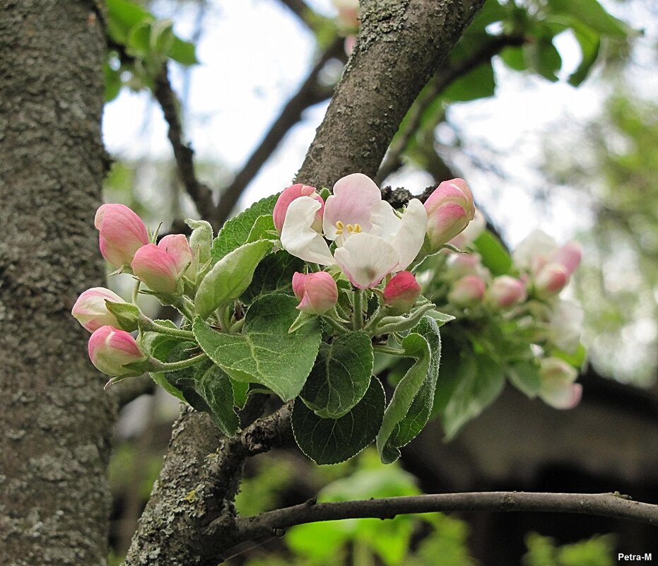 Цветы на старой яблоне - Маргарита 