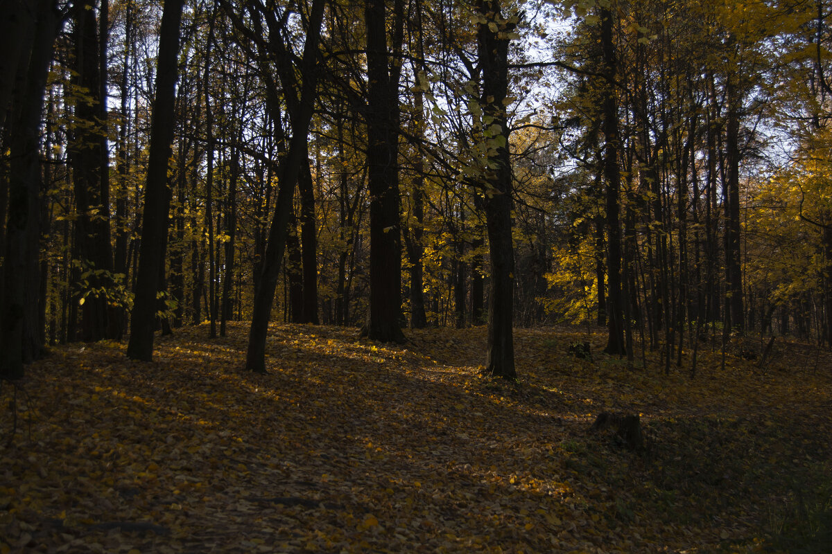 Осень в Тимирязевском лесу - Валерия 
