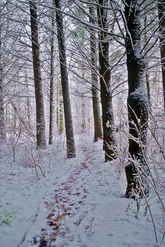 зимний лес - юрий иванов 