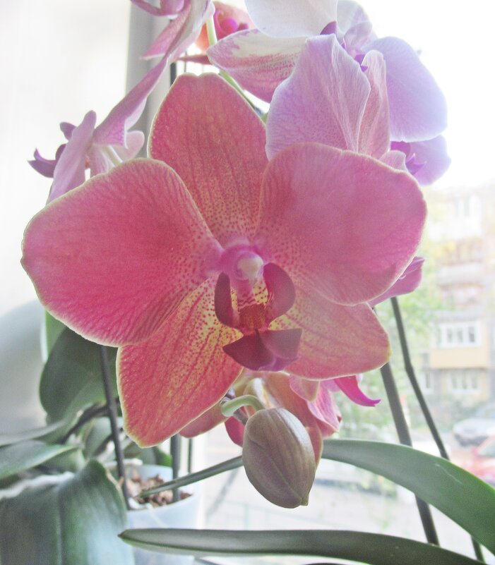 Мои орхидеи - Лариса 