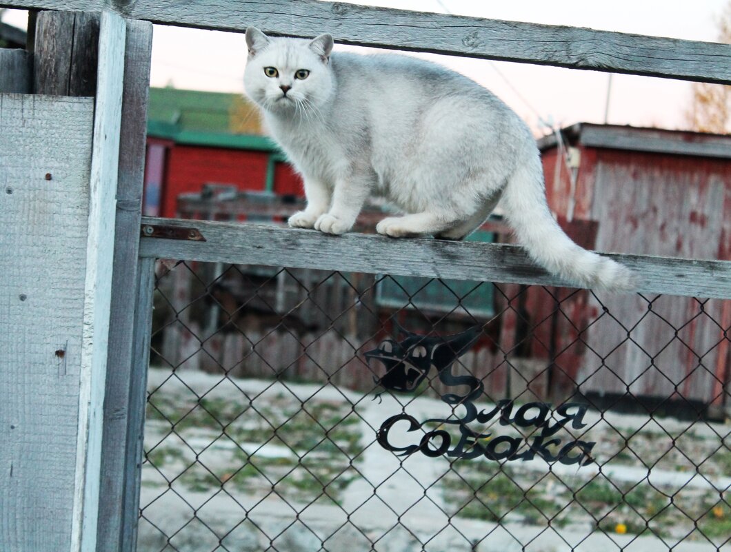 соседский кот - Олег 