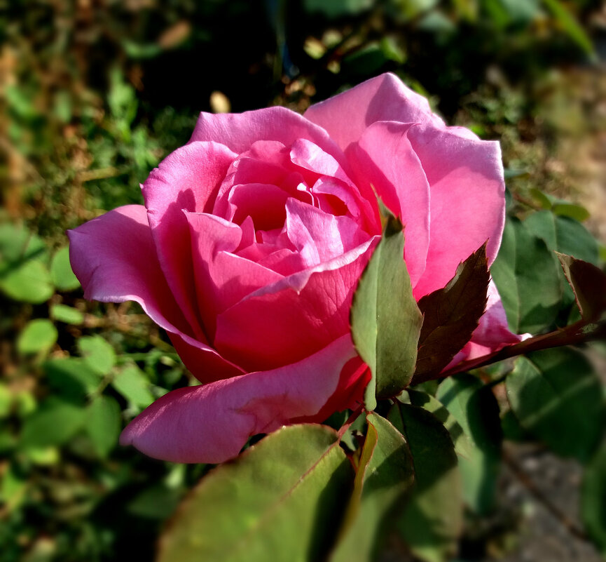 Роза всегда рождается розой - Татьяна 